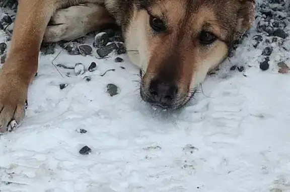 Собаки потеряшки, Алтайский край, фото: Собака найдена: Бийск, Алтайский край