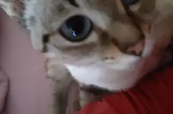 Кошки потеряшки, Казань, фото: Потеряшка кошка, Казань, Татарстан