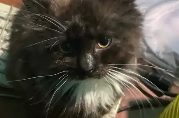 Пропал котенок, Лермонтовский пр., СПб