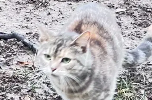 Найдена кошка, Москва, фото: Кошка найдена: Чечёрский пр., 22, Москва
