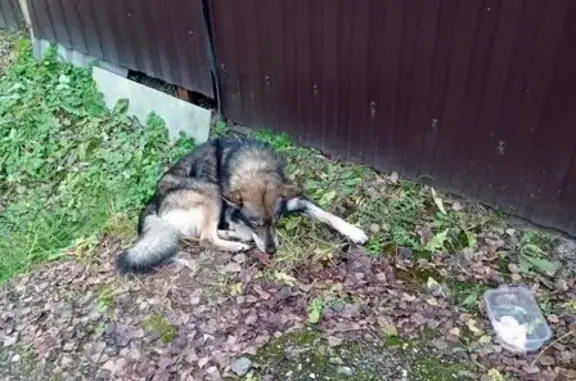 Найдена собака, , фото: Найдена собака: 46Н-08286, МО