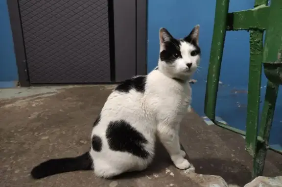 Найдена кошка, Чебоксары, фото: Кошка найдена, ул. Шумилова, Чебоксары