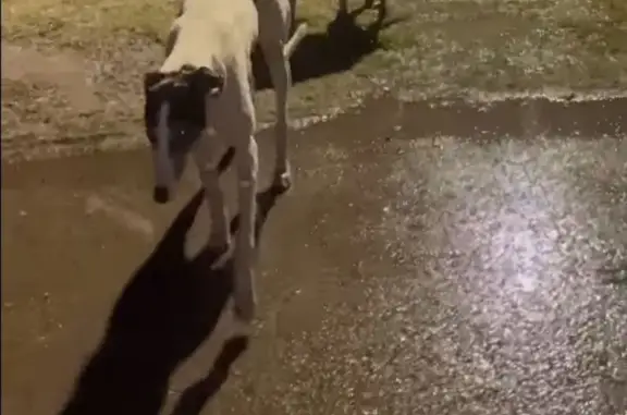 Пропала борзая в Ставропольском крае