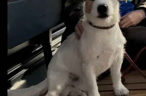 Собаки потеряшки, Анапа, фото: Потеряшка собака, Набережная ул. 8, Анапа