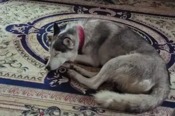 Найдена собака, , фото: Найдена собака, Слободка, МО