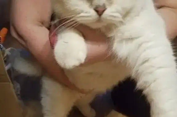 Найдена кошка, Екатеринбург, фото: Кошка найдена, Избирателей 13, Екб