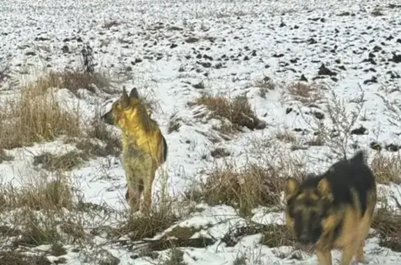 Найдена собака, Большое Седельниково, фото: Найдены овчарки, ул. Свердлова 30, Б. Седельниково