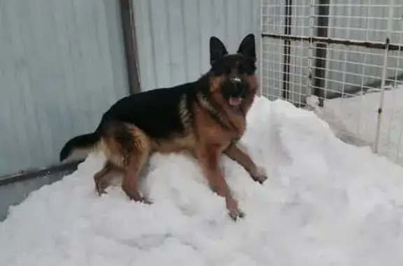 Собаки потеряшки, Тверь, фото: Потеряшка собака, ул. Островского 47, Тверь