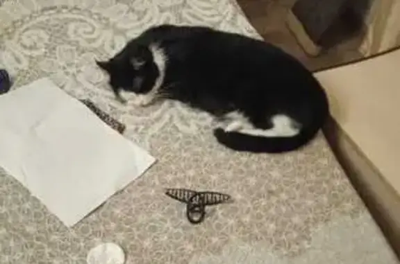 Кошки потеряшки, Омск, фото: Потеряшка кошка на 9-я Линия, 155, Омск