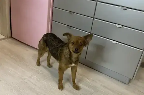 Собаки потеряшки, Ленинградская область, фото: Потеряшка собака, Янино-1, Ленобласть