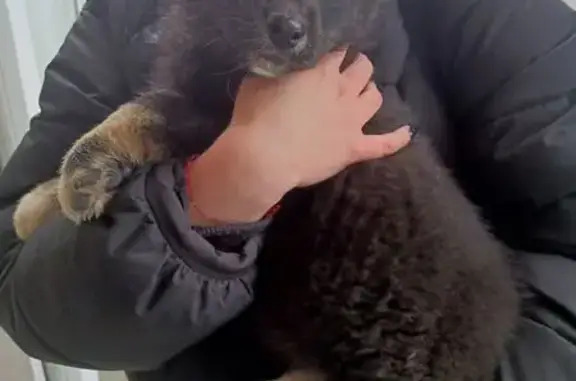 Найдена собака, Тутаев, фото: Найдена собака, Соборная ул. 33, Тутаев