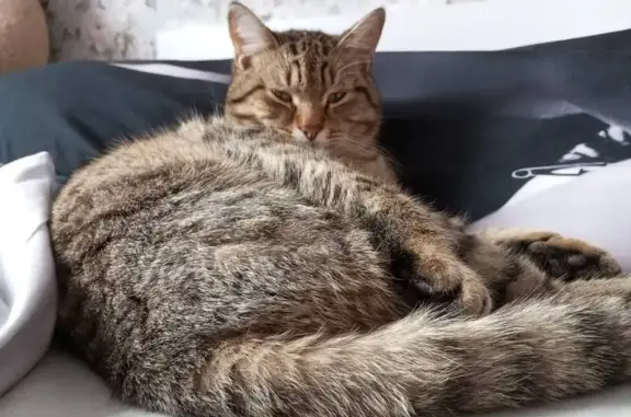 Пропала кошка на Кольцевой улице, Курган