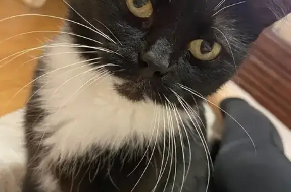 Кошки потеряшки, Псков, фото: Потеряшка черно-белая кошка, ул. М. Горького, 9