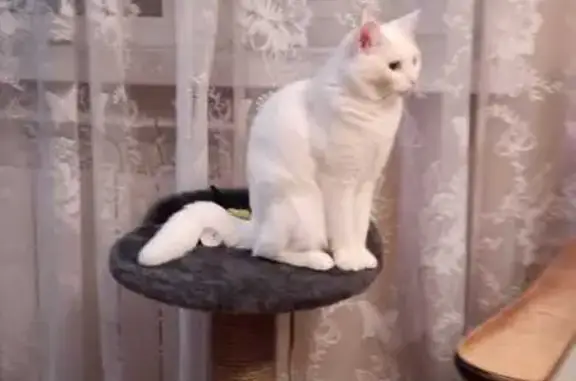 Пропала кошка, ул. Красной Армии, 14