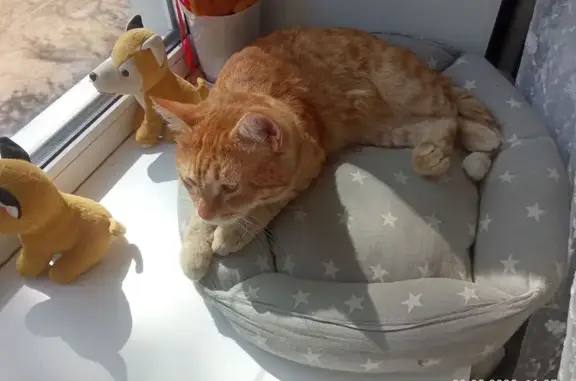 Пропала кошка, Революционная 16, Стерлитамак