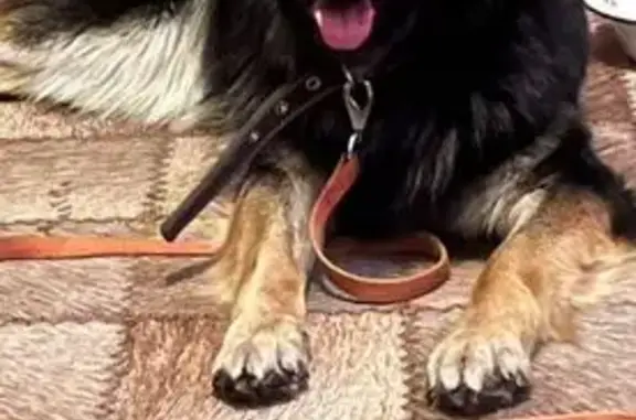 Найдена собака у метро, ул. Щорса, Екб