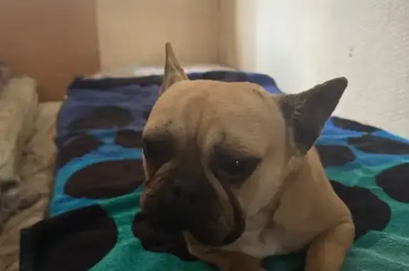 Найдена собака, Юбилейный, фото: Найдена собака, Российская ул., Юбилейный