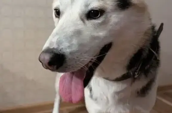 Собака найдена на Советской улице, Томск