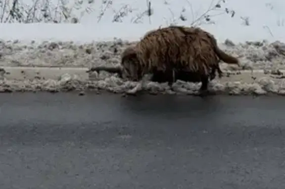 Найдена собака, Багратионовский муниципальный округ, фото: Собака найдена на Калининградской, 2Б