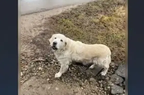 Найдена собака, , фото: Лабрадор найден в Высокогорском, Татарстан