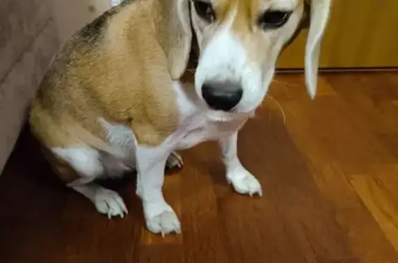 Найдена собака, Владимир, фото: Бигль найден: Суздальский проспект, 9Г