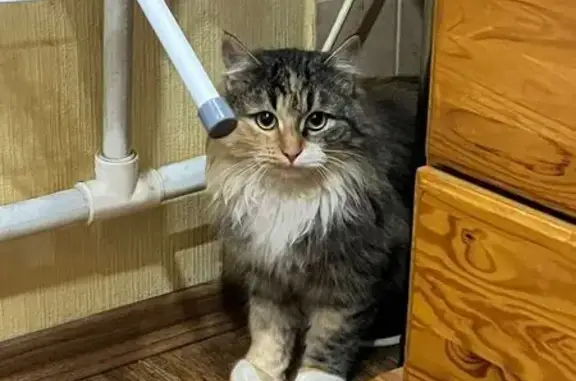 Найдена кошка, Коломна, фото: Кошка найдена: Коломна, Кирова 56