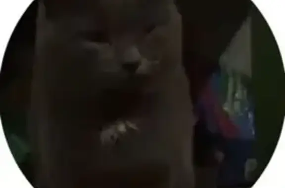 Пропала кошка, ул. Сун Ят-Сена, 44