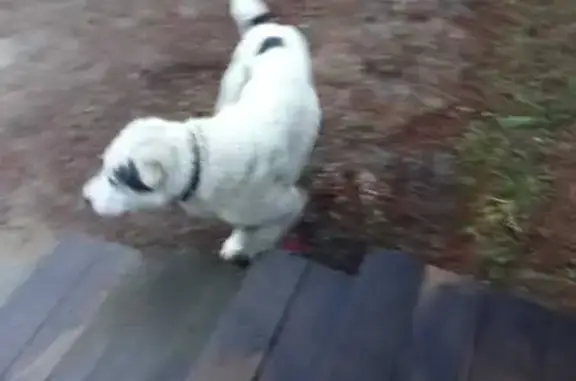 Найдена собака, , фото: Алабай найден: Песчаная ул., Филипповское