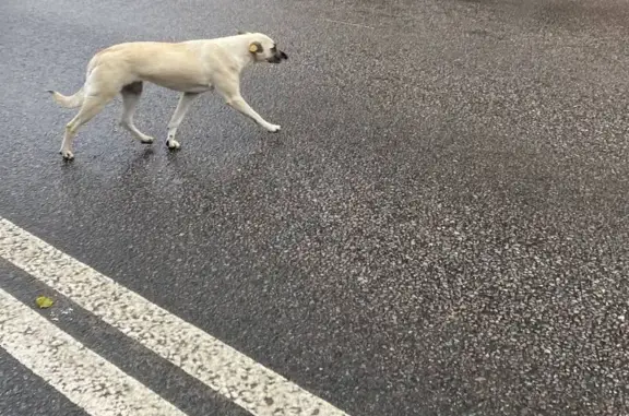 Пропала собака, Грязи, Липецкая область