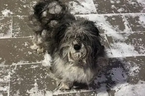 Найдена собака, Иркутск, фото: Собака найдена: Родниковая ул, 6, Иркутск