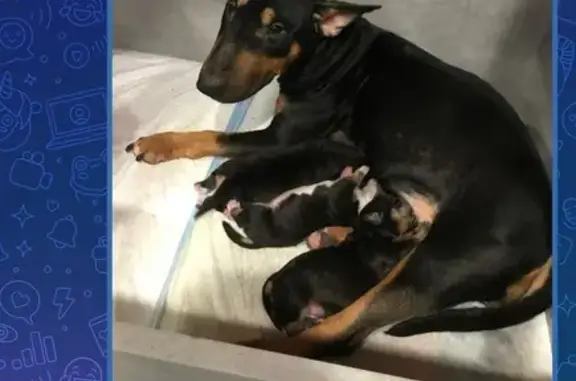 Пропала собака, Усадебная ул., Тюмень