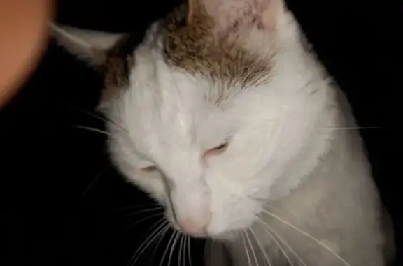 Кошки потеряшки, Самара, фото: Потеряшка белая кошка, ул. Промышленности, 286