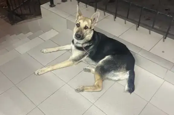 Найдена собака, Инкерман, фото: Собака найдена у Минимаркета, Жидилова 10