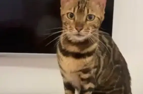 Пропала кошка, Залинейная 25, Речица