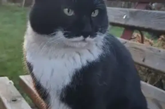 Кошки потеряшки, Новокузнецк, фото: Потеряшка кошка, Озёрная ул., Новокузнецк