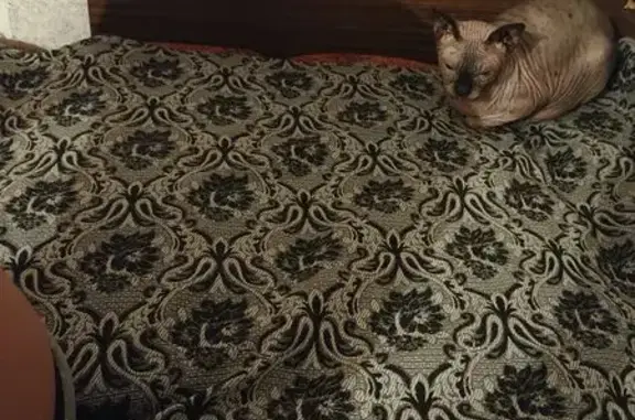 Найдена кошка, Никольское, фото: Кошка найдена: ул. Ударников, Никольское