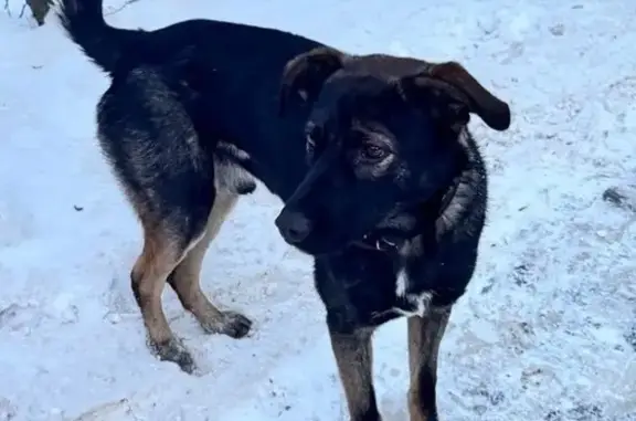 Найдена собака, , фото: Найден пёс в роще, Иркутск, Ирк. обл.