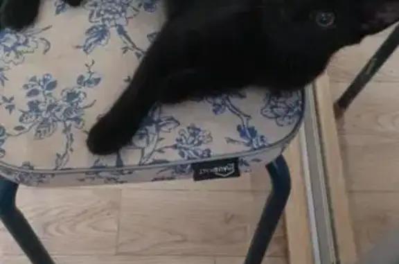 Кошки потеряшки, Ханты-Мансийск, фото: Потеряшка кошка, Фестивальная 31, Х-Мансийск