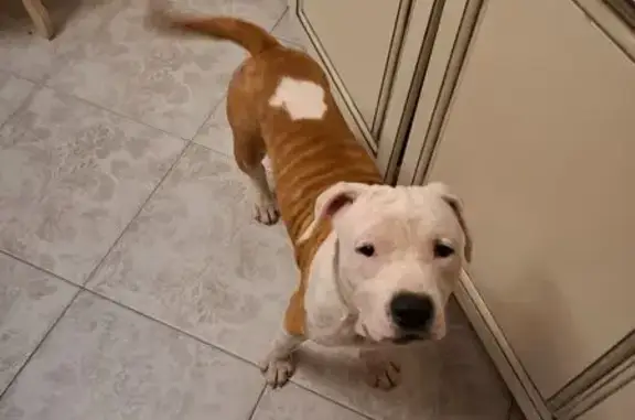 Собаки потеряшки, , фото: Потеряшка собака, Телези, Лесной пер. 3