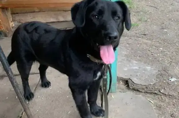 Пропала собака, Почтовая ул., Рождественно