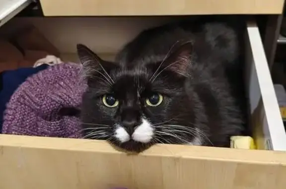 Пропала кошка, Каширское ш., 55 к5, Москва