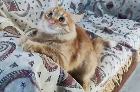 Пропал рыжий кот, ул. Суворова 21, Медведево