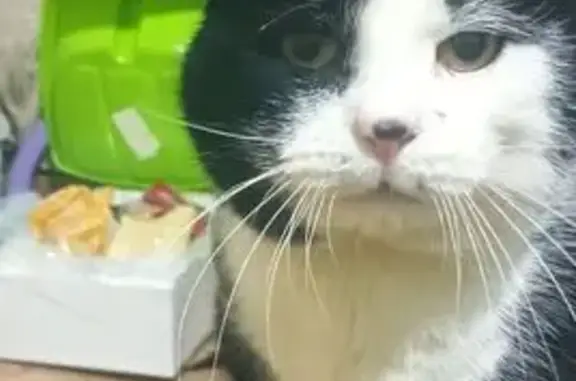 Кошки потеряшки, Чистополь, фото: Потеряшка кошка, ул. Урицкого 76, Чистополь