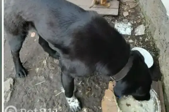 Пропала собака, Прилепы, Тульская область