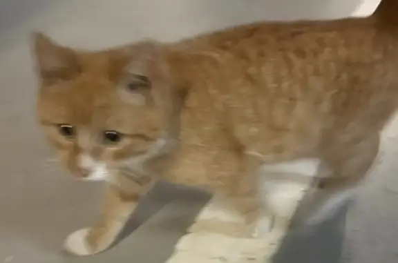 Кошки потеряшки, Красногорск, фото: Потеряшка кошка, ул. Согласия 10/2, Красногорск