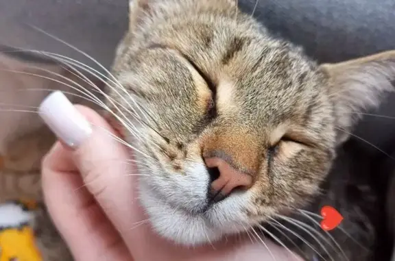 Кошки потеряшки, Кемерово, фото: Потеряшка кошка на Брянской улице, Кемерово