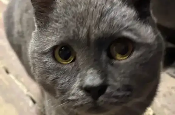 Найдена кошка, Арамиль, фото: Найдена кошка, Чкалова 26, Арамиль