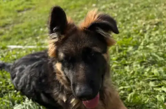 Собаки потеряшки, Первомайск, фото: Потеряшка собака, Первомайск, 22К-0069