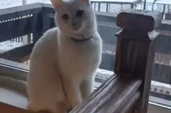 Кошки потеряшки, , фото: Потеряшка кошка, Цветовая ул., 12