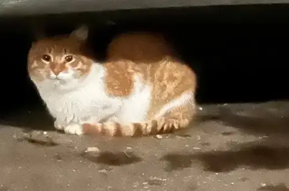 Найдена кошка, Нижегородская область, фото: Кошка найдена у Спара на Заломова, Н. Новгород